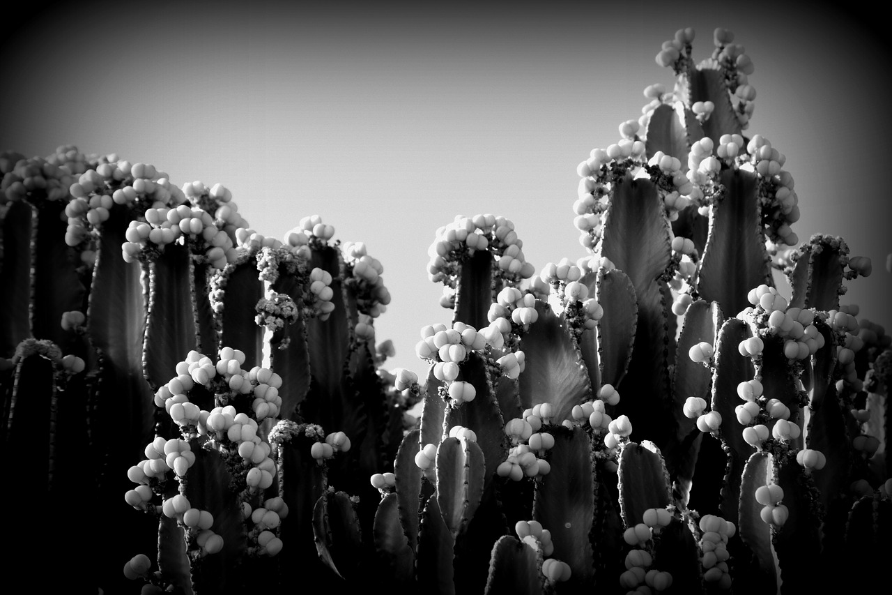 black and white cactus prickly pear free photo