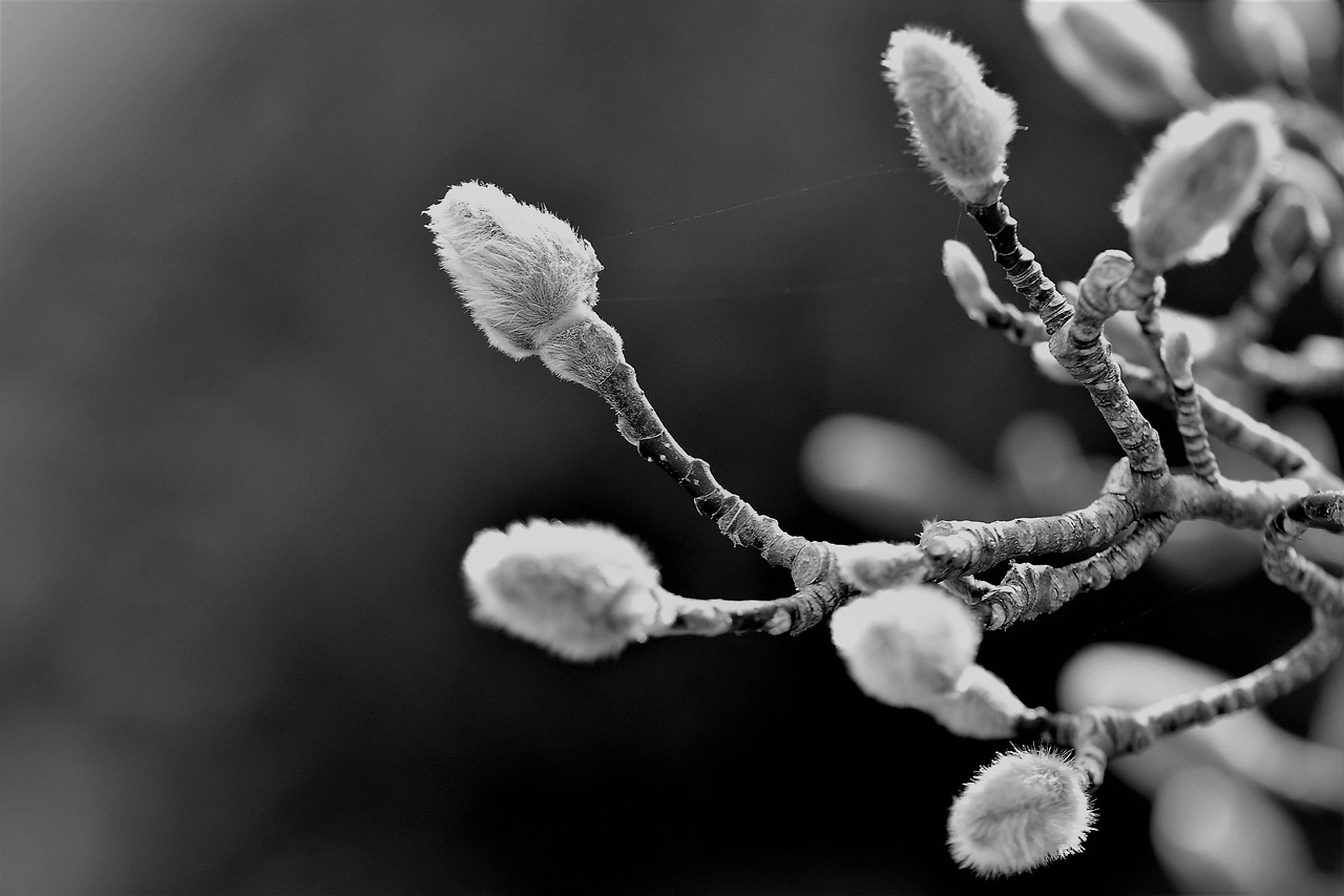 black and white magnolia blossom free photo