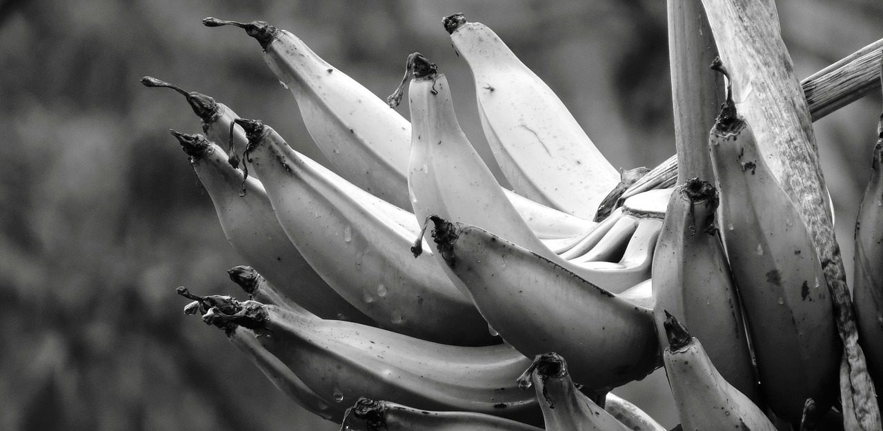 black and white plant banana free photo