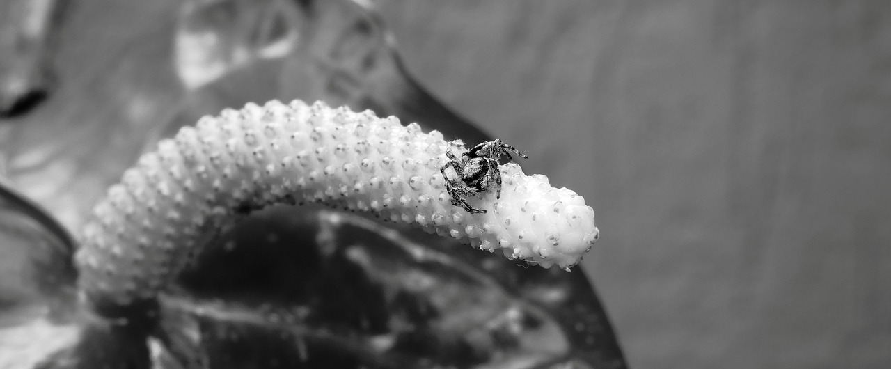 black and white  insect  ladybug free photo