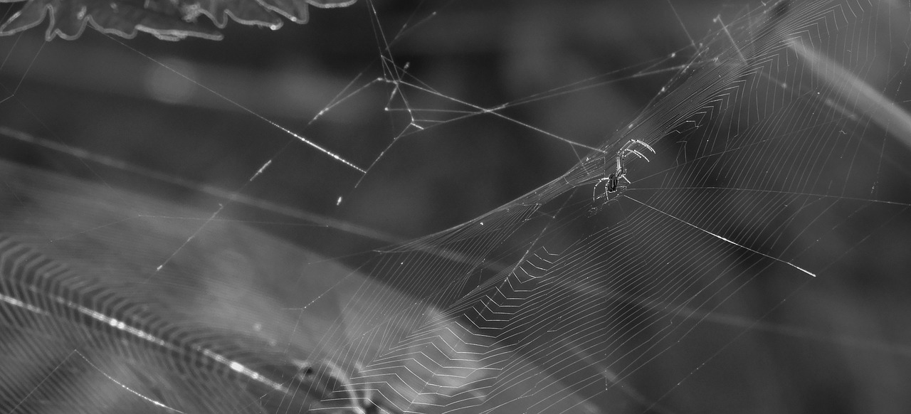 black and white  spider  nature free photo