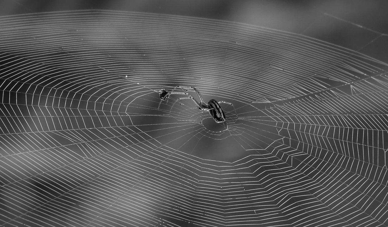 black and white  spider  abstract free photo