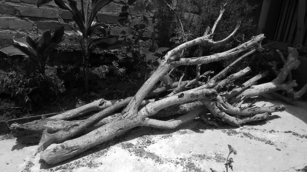 black and white  nature  tree free photo