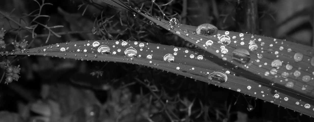 black and white  rain  drops free photo