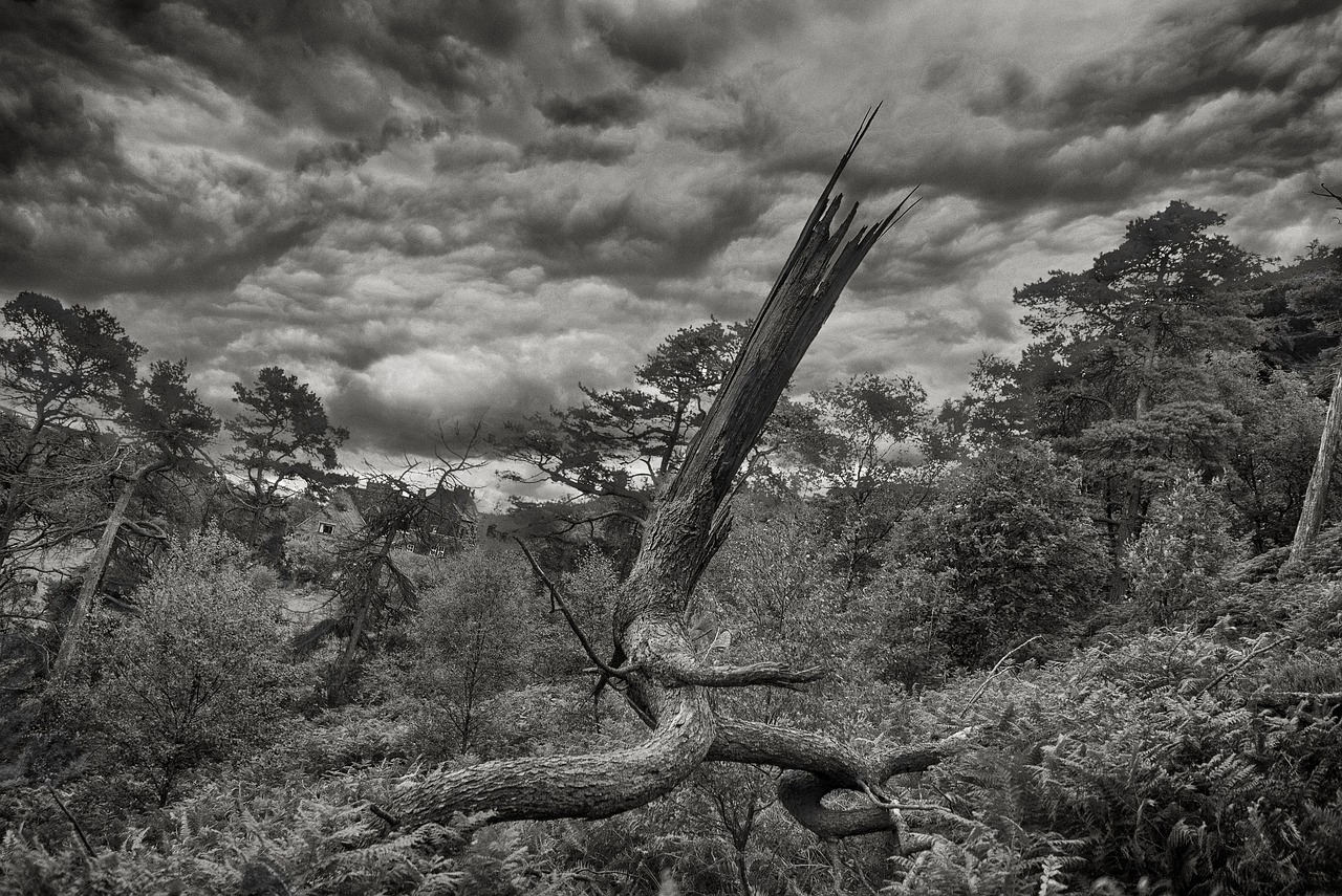 black and white  landscape  dead tree free photo