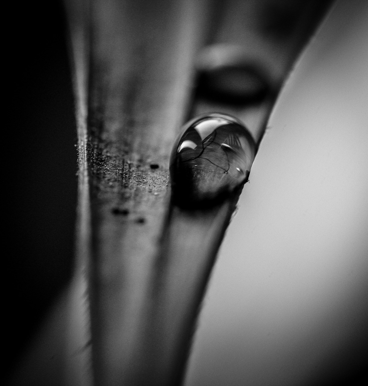 black and white  drop  drops free photo