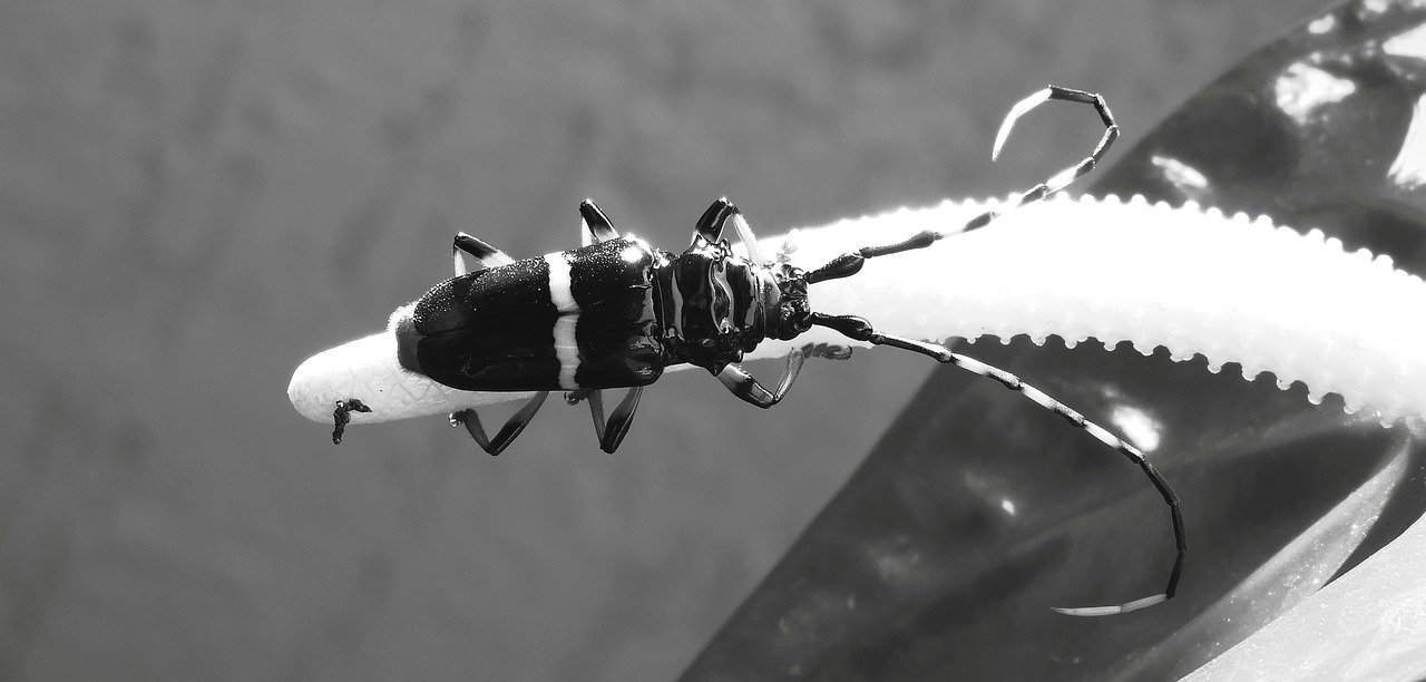 black and white  insect  nature free photo