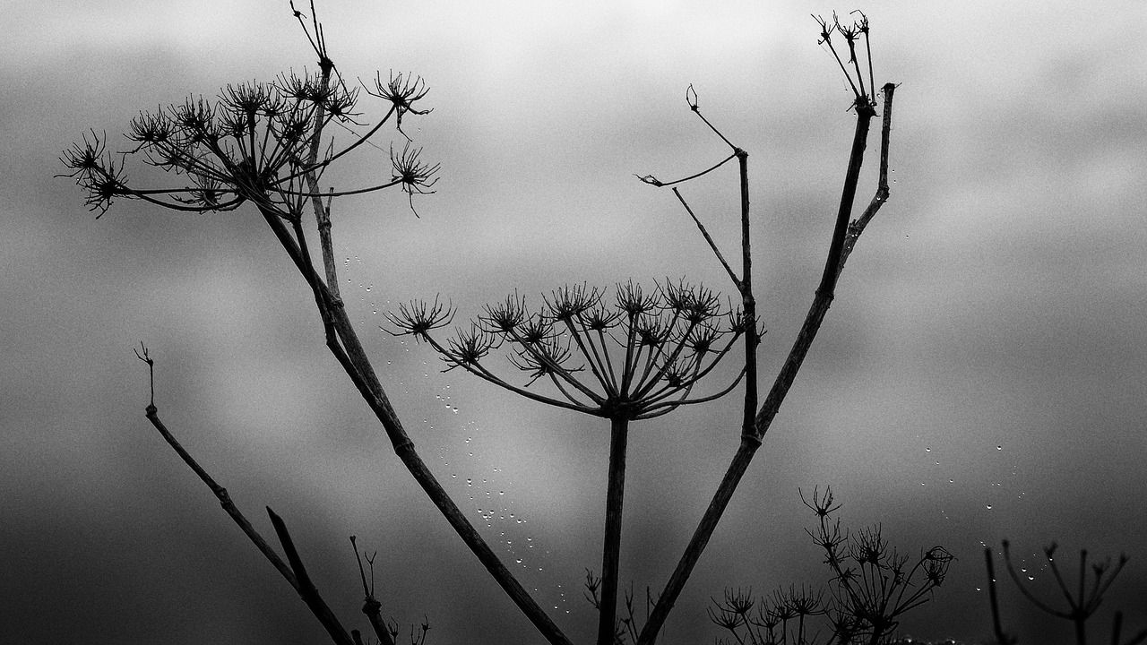 black and white  mood  winter free photo