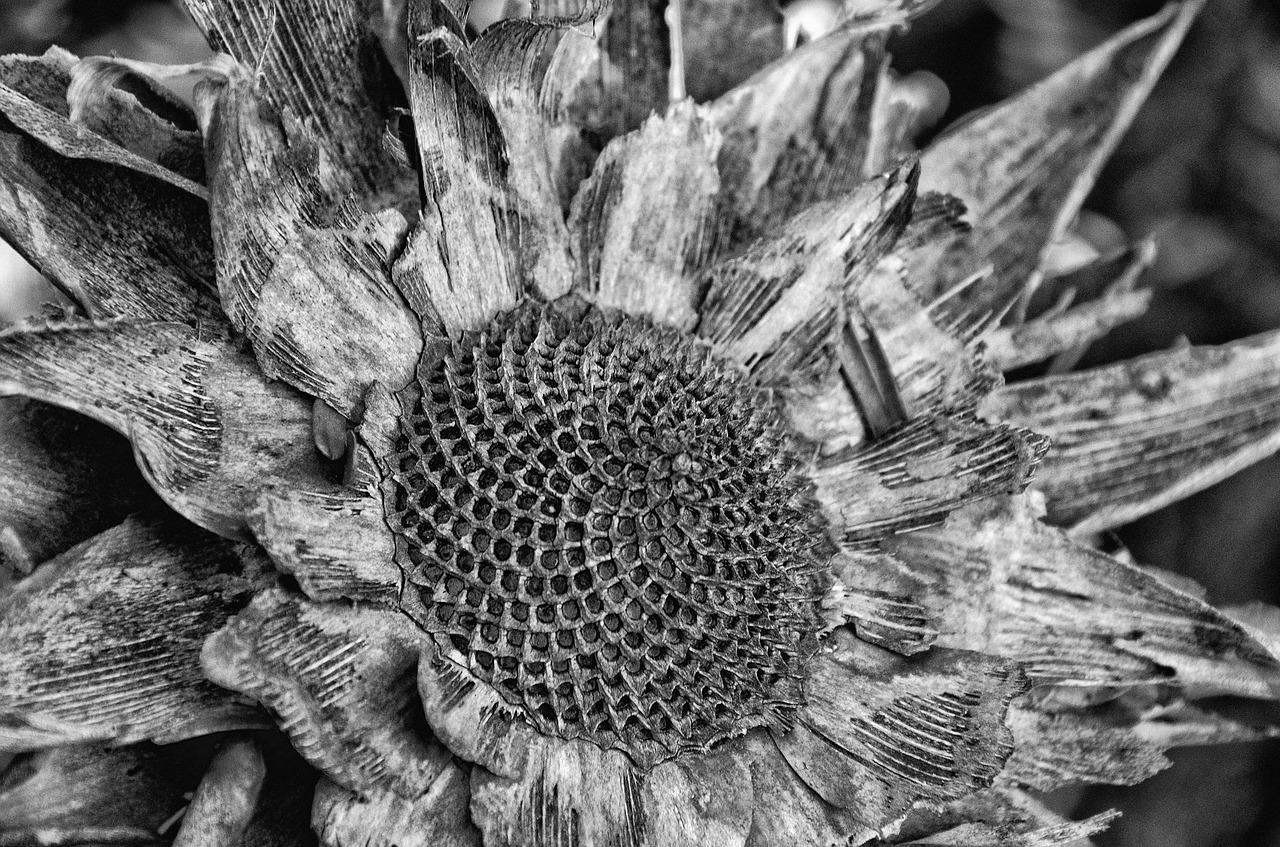 black and white  protea  mood free photo