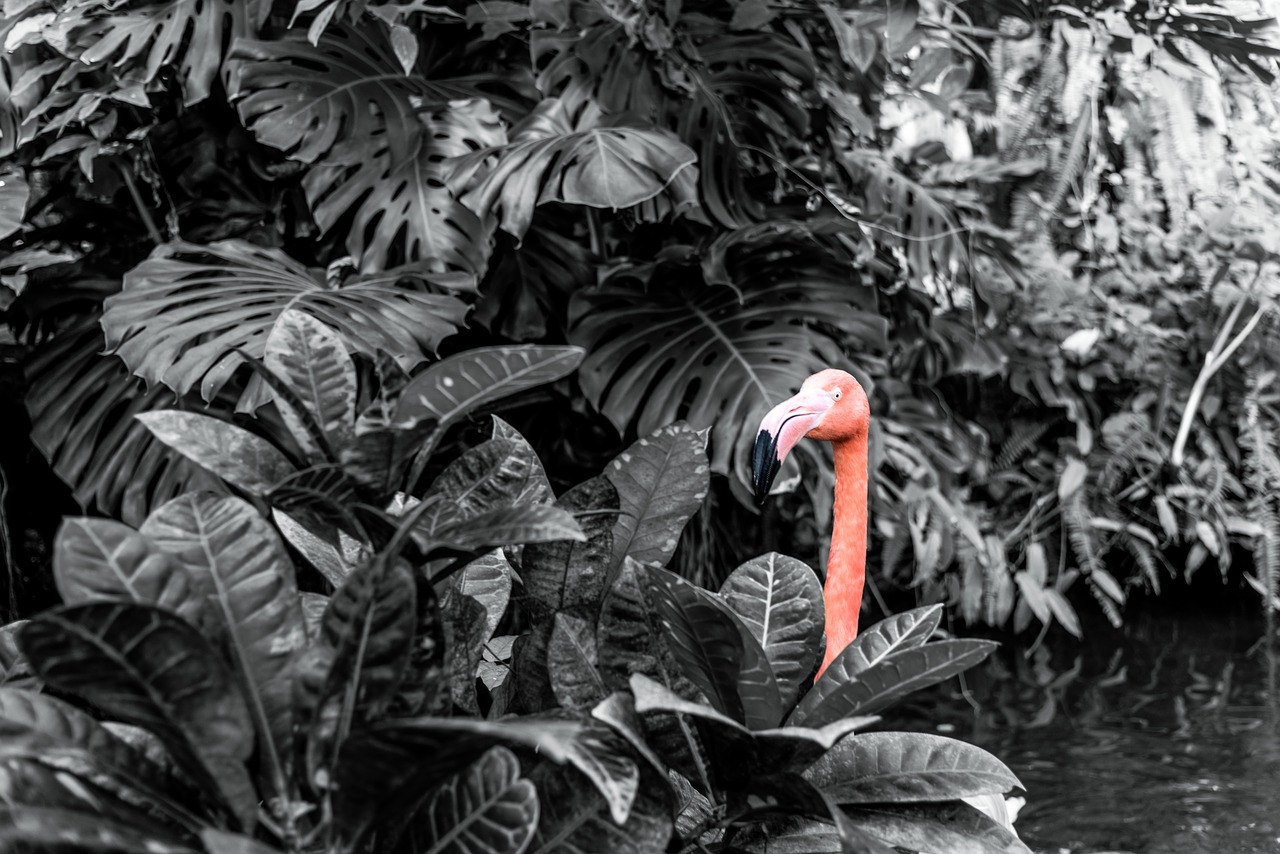 black and white  flamingo  indoor free photo