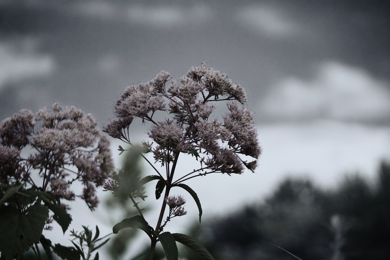 black and white  fall  flower free photo