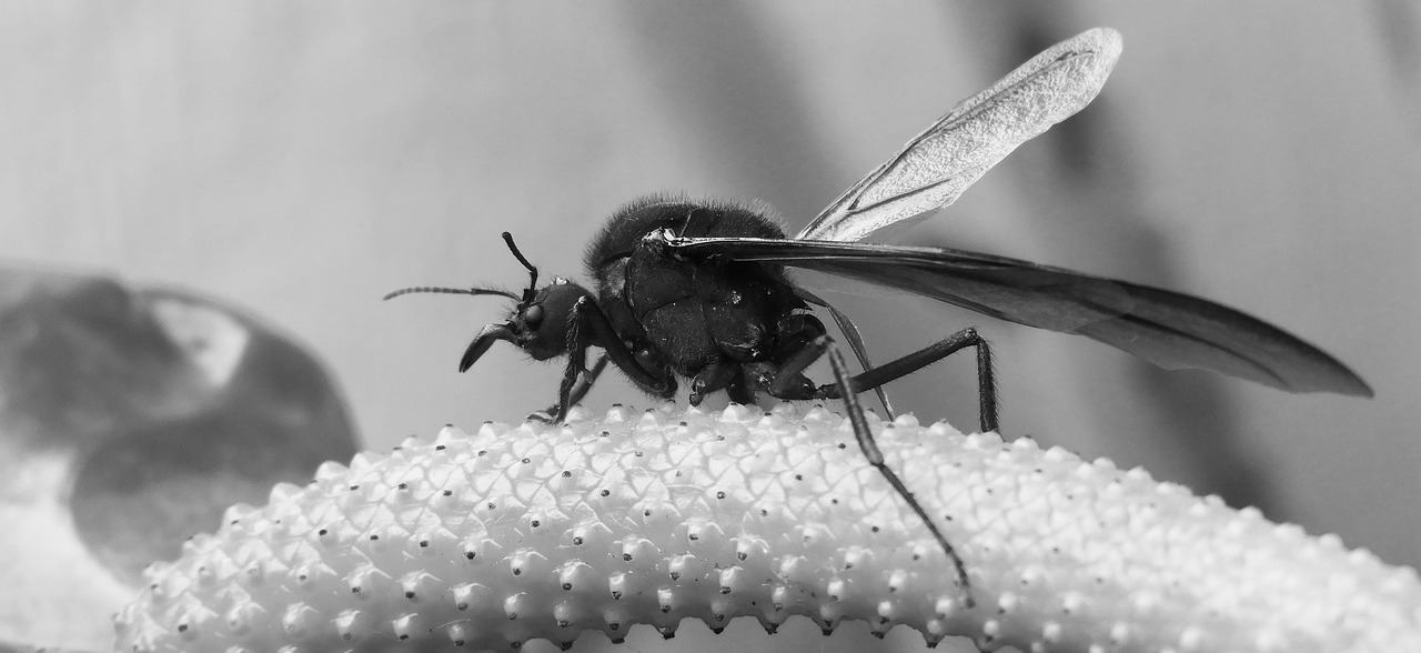 black and white  insect  garden free photo