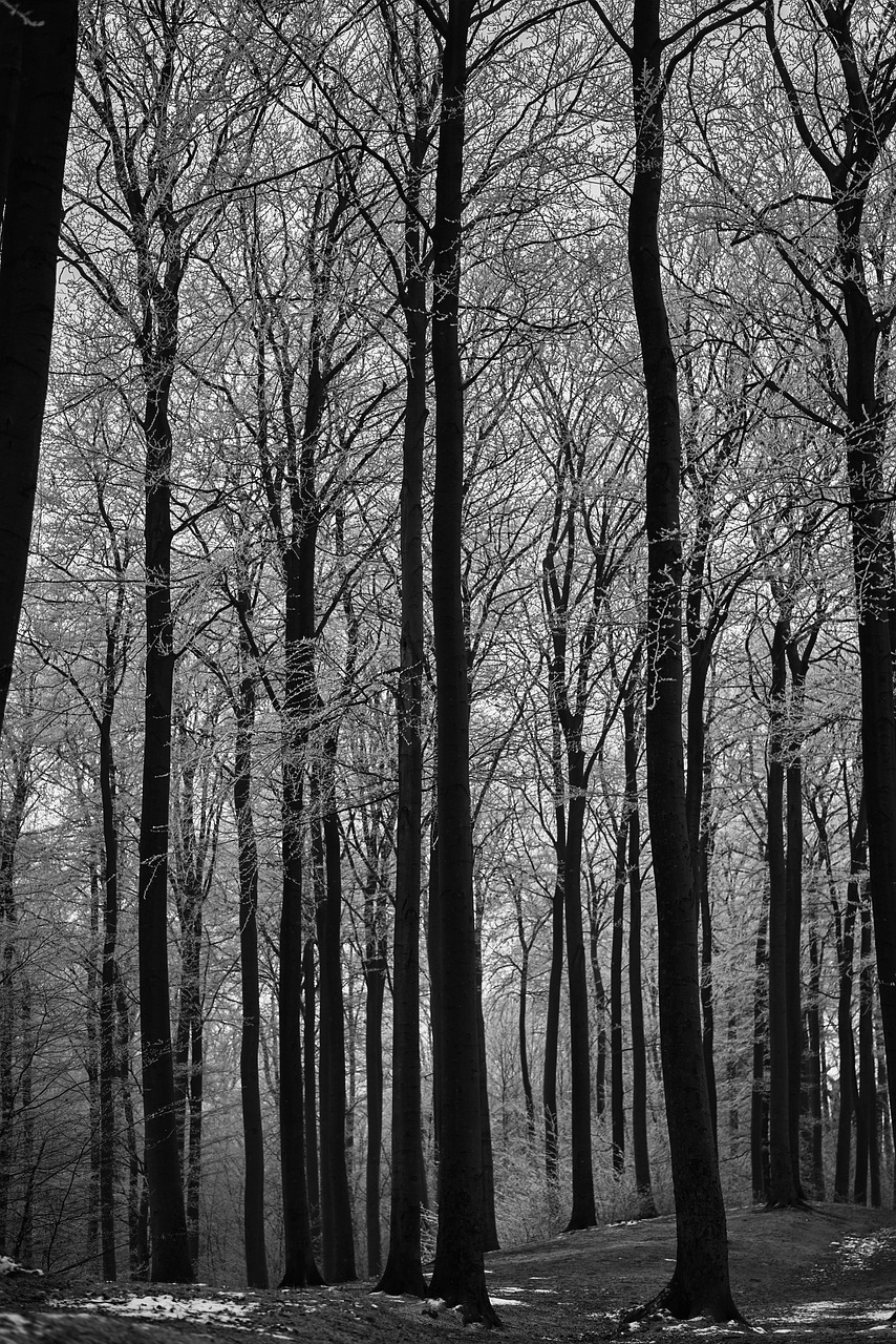 black and white  forest  landscape free photo
