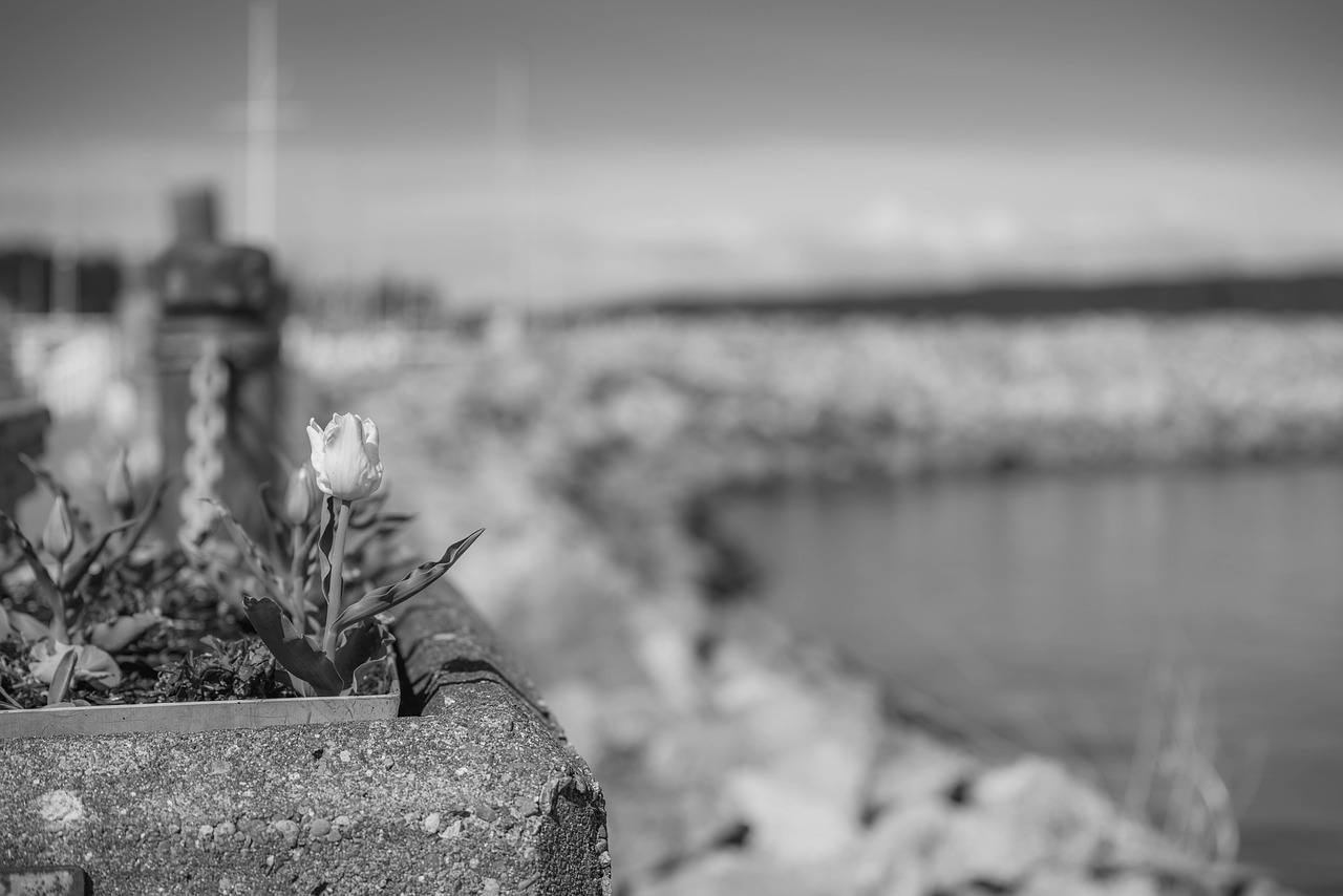black and white  waterfront  marina free photo