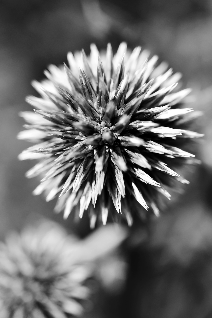 black and white  plant  flower free photo