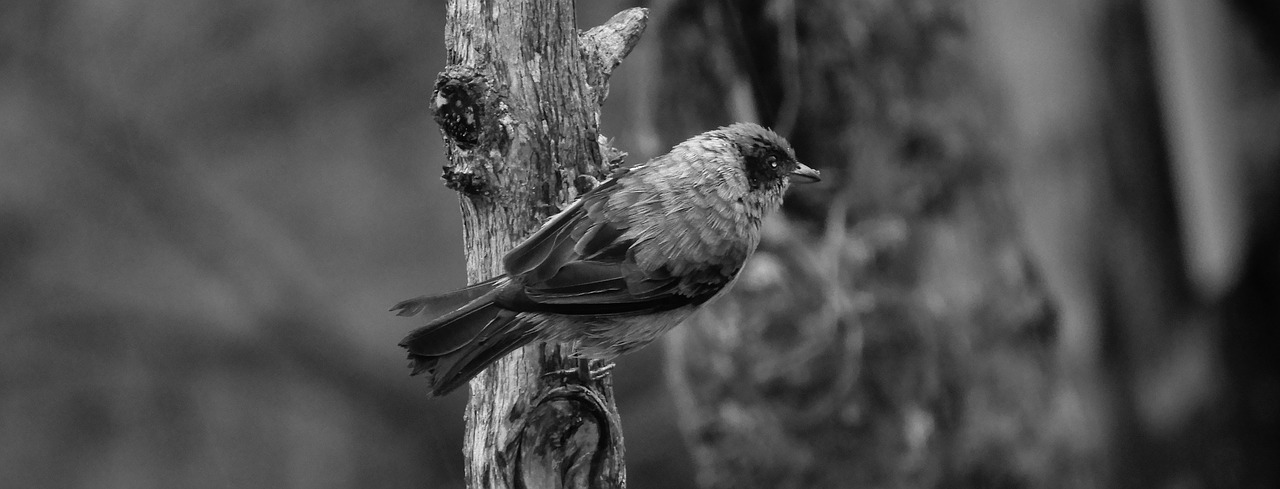 black and white  bird  ave free photo