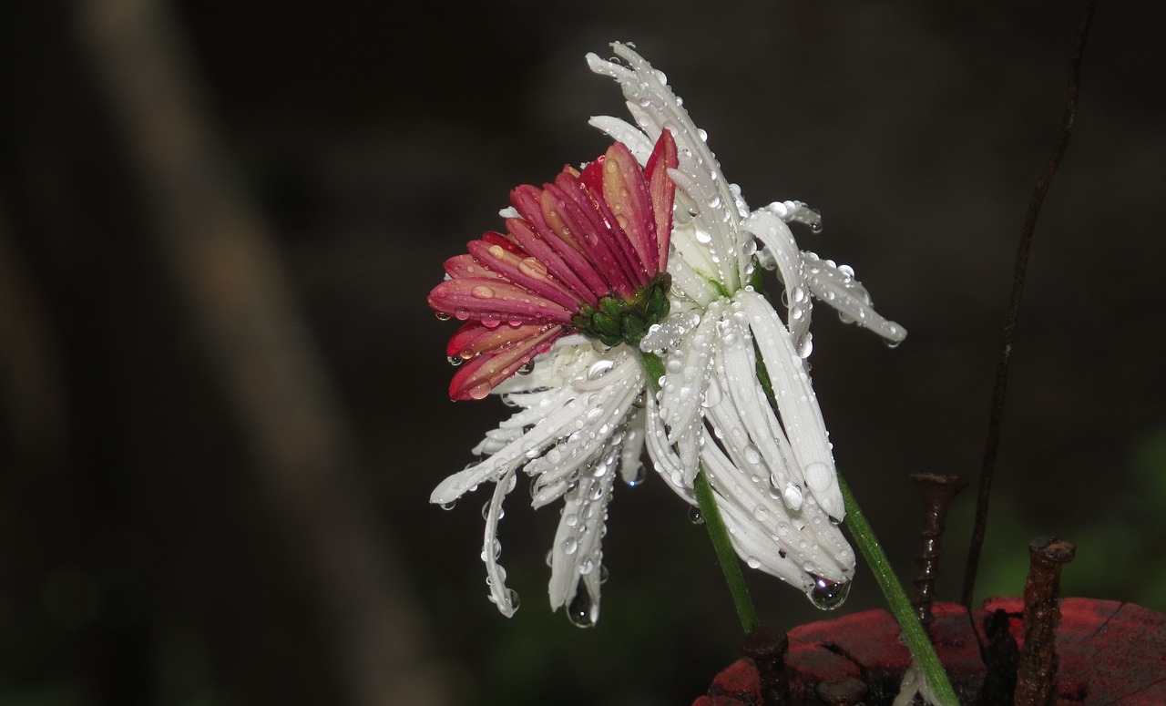 black and white  garden  flower free photo