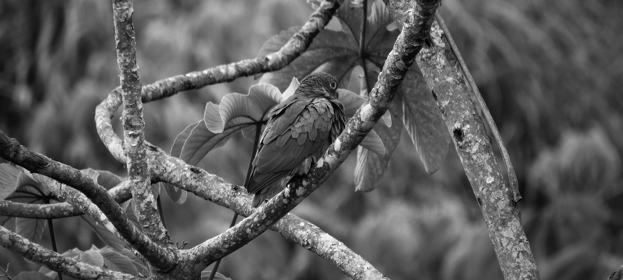 black and white  ave  parrot free photo