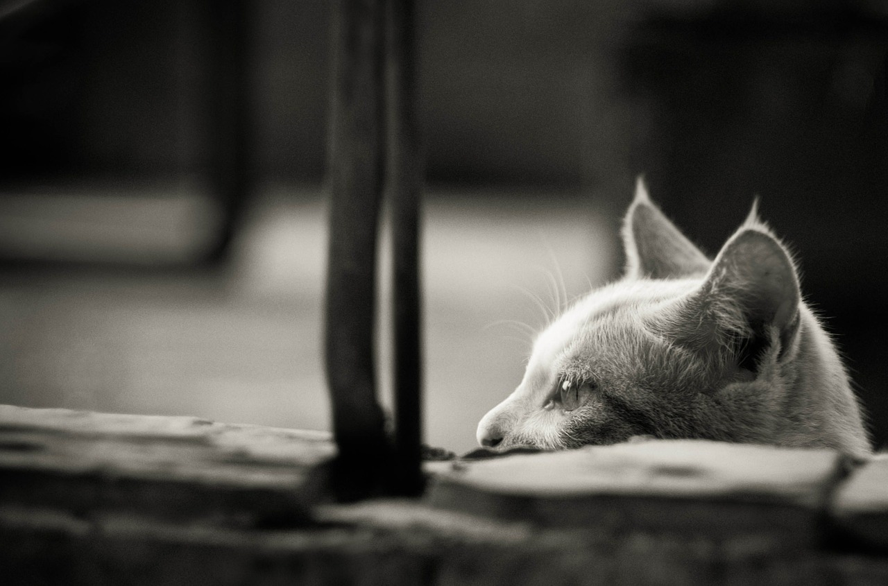 black and white animal cat free photo