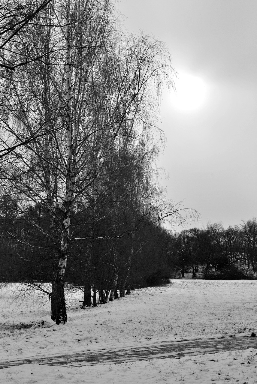 black and white trees nature free photo