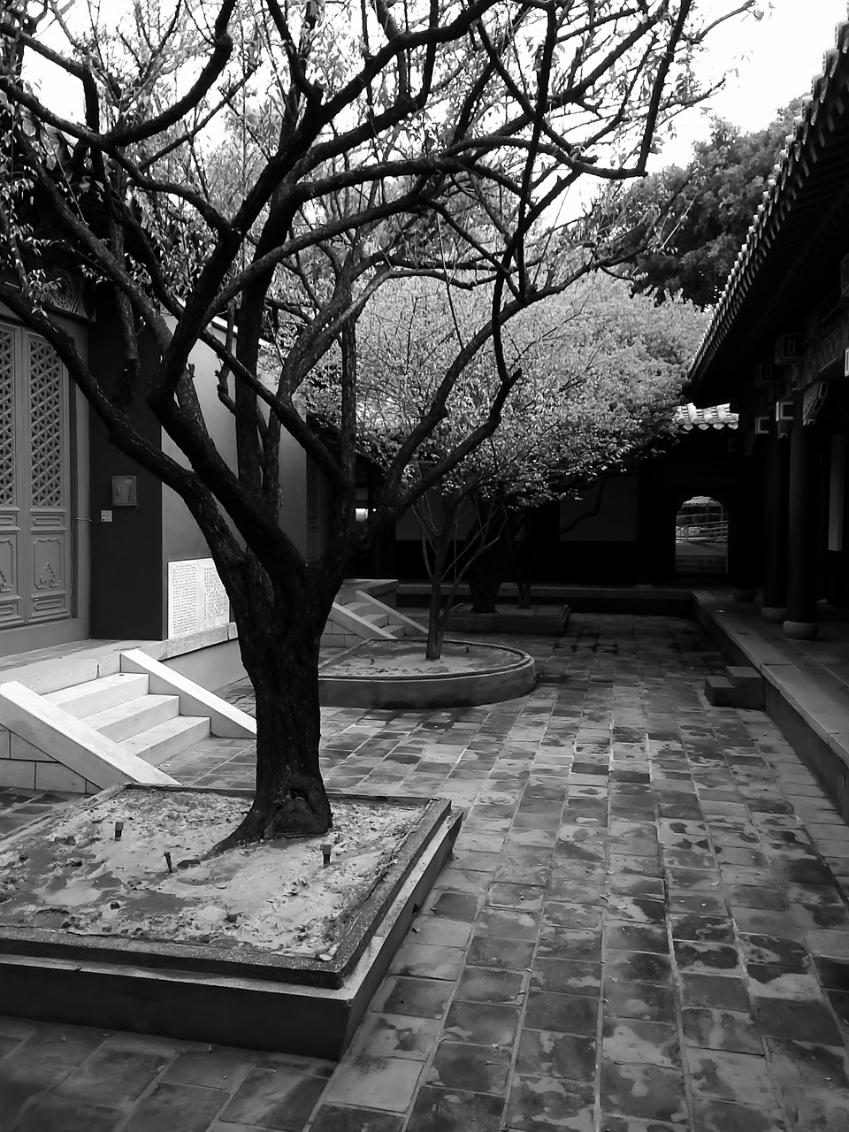 black and white trees taiwan free photo