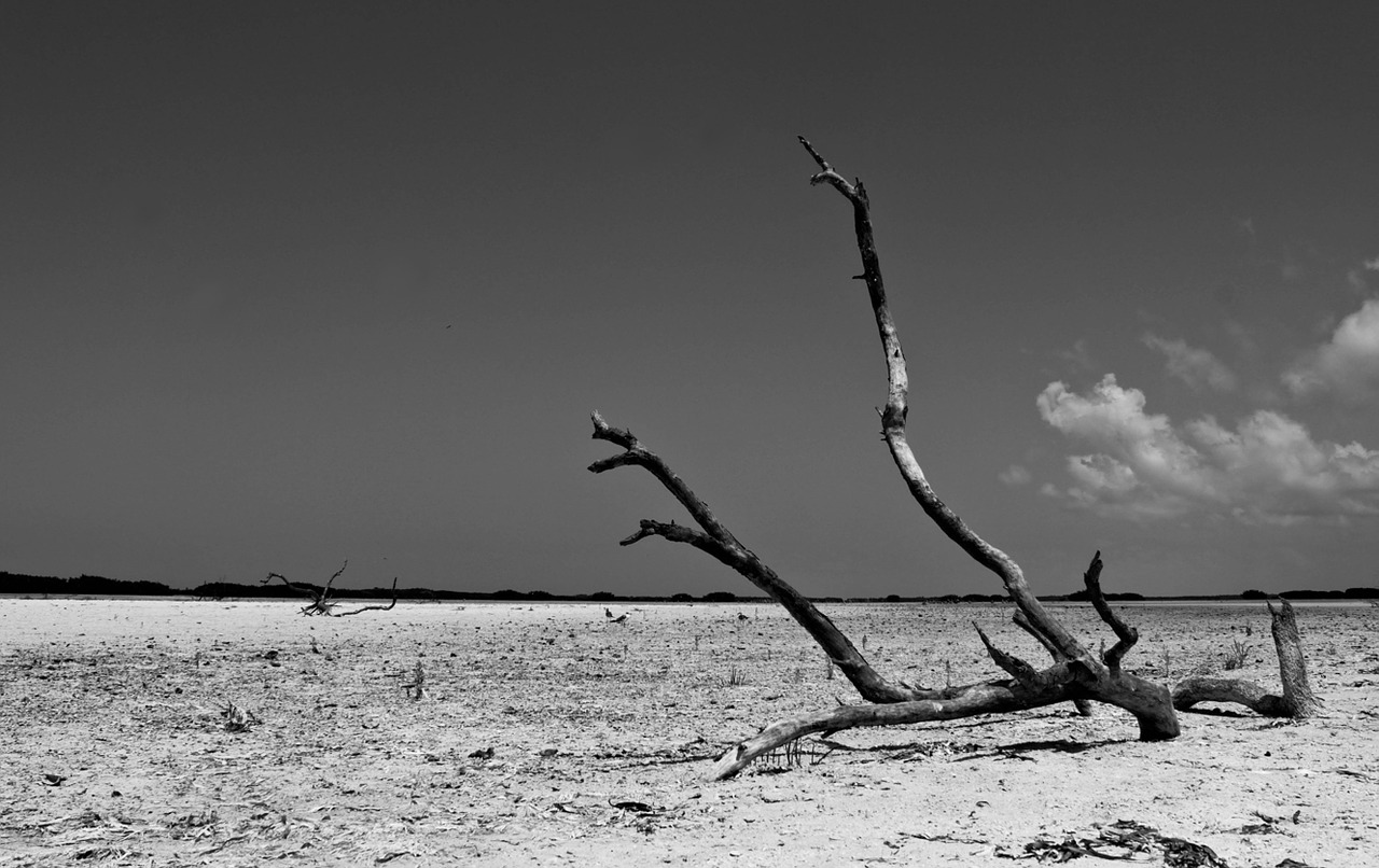 black and white shadow nature free photo