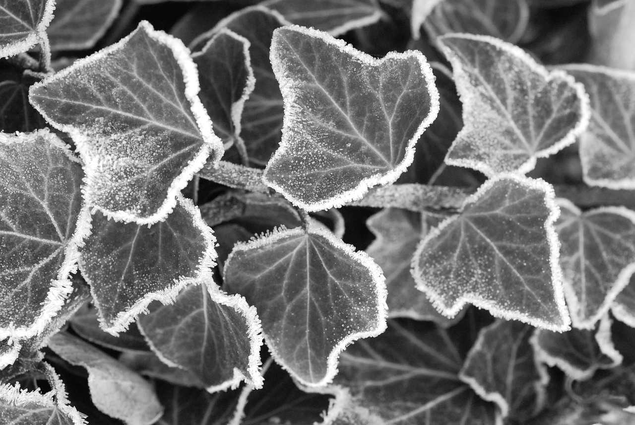 black and white ivy winter free photo