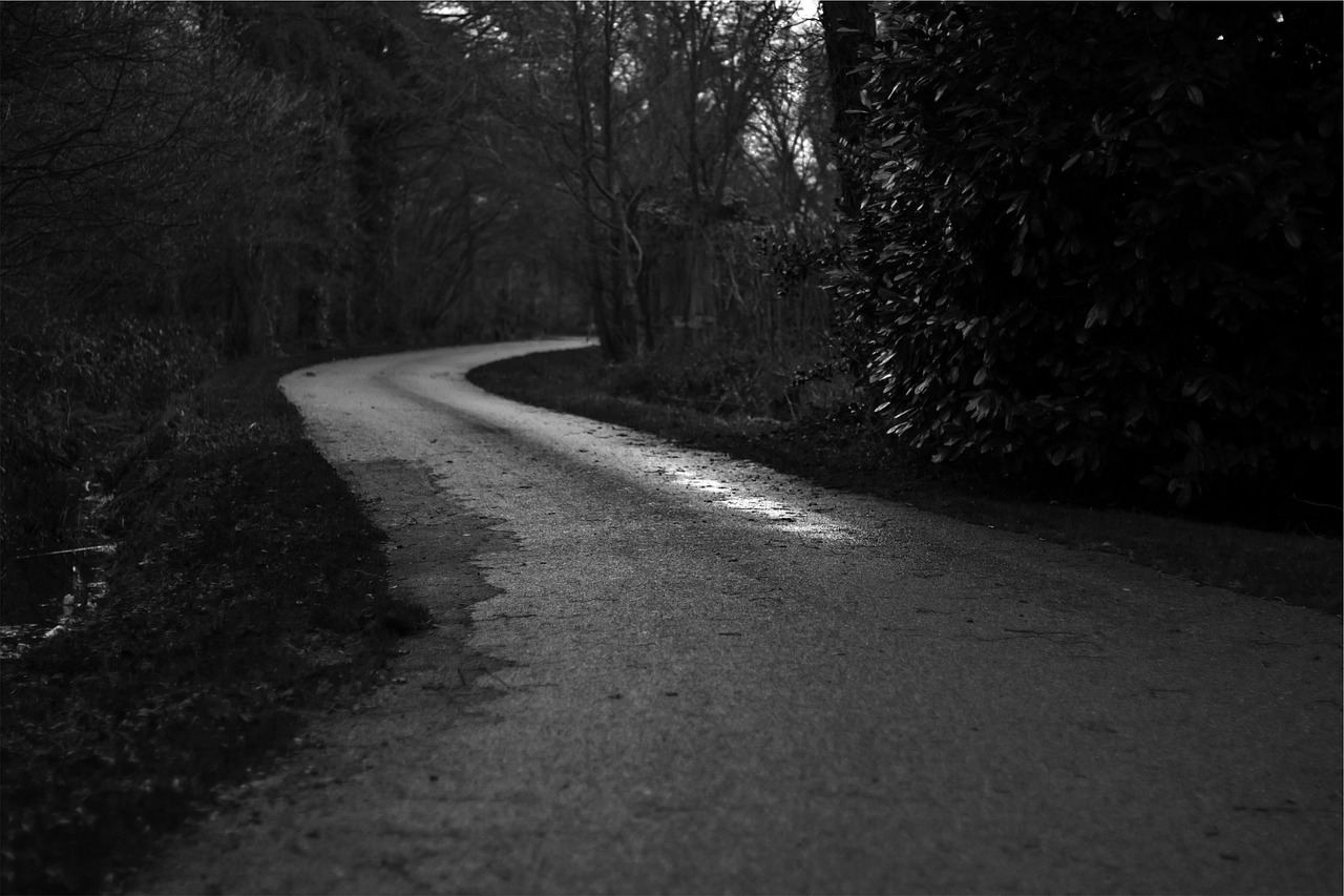 black and white trees road free photo