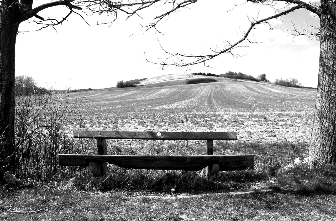 black and white bank wooden bench free photo
