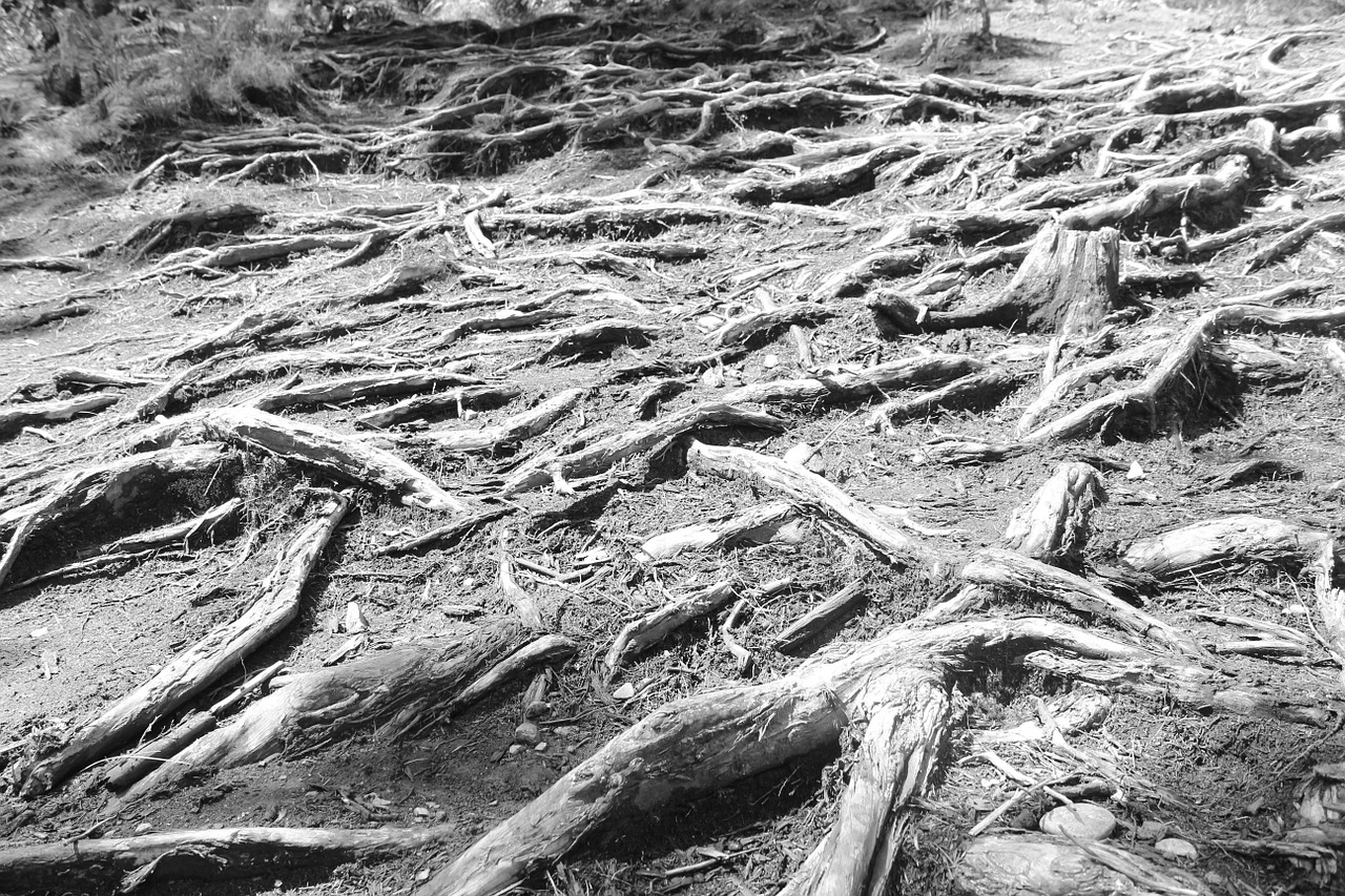 black and white root cold free photo