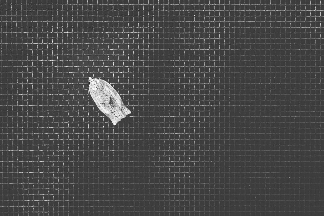 black and white insect minimalism free photo