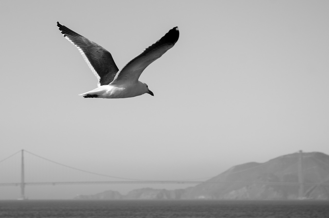 sea gull black and white san francisco free photo