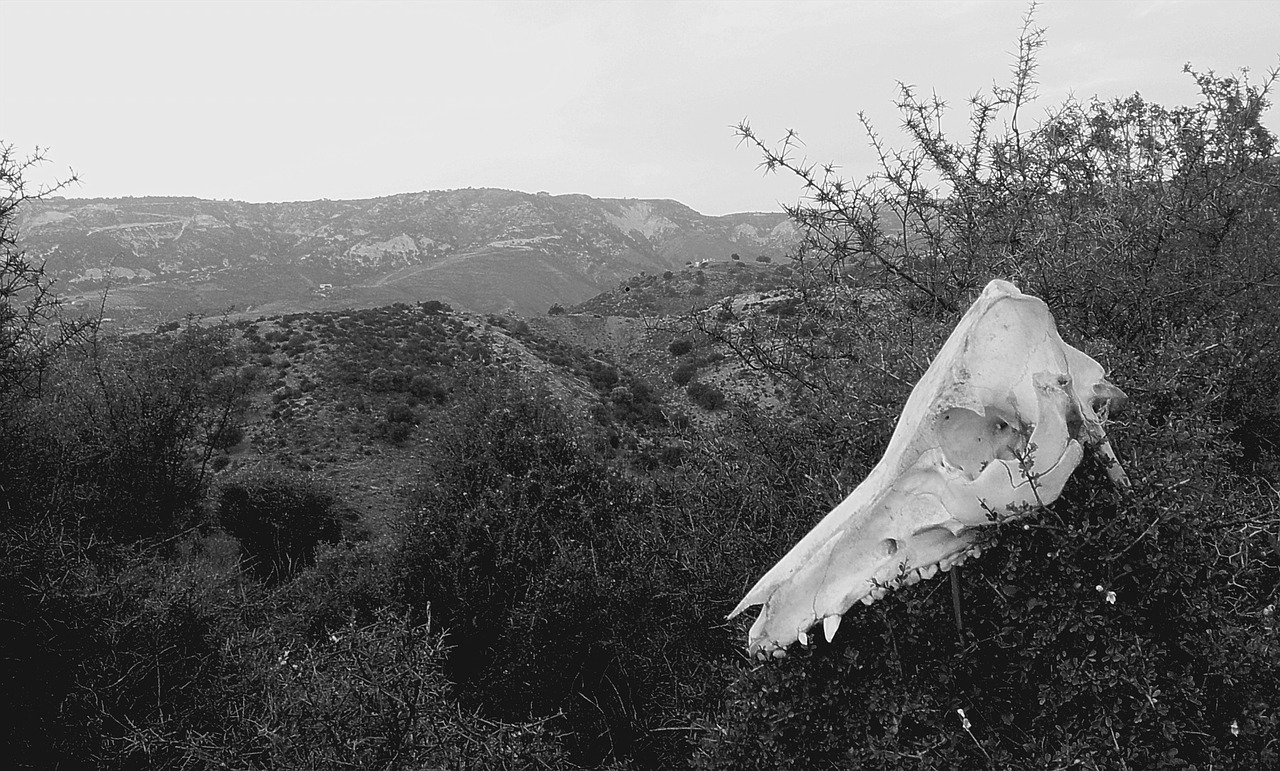 black and white desert skull free photo