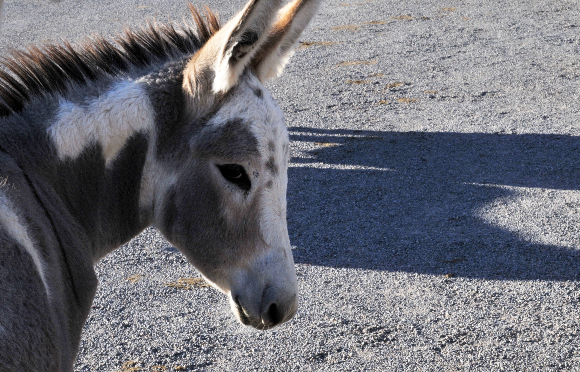 donkey burro ass free photo