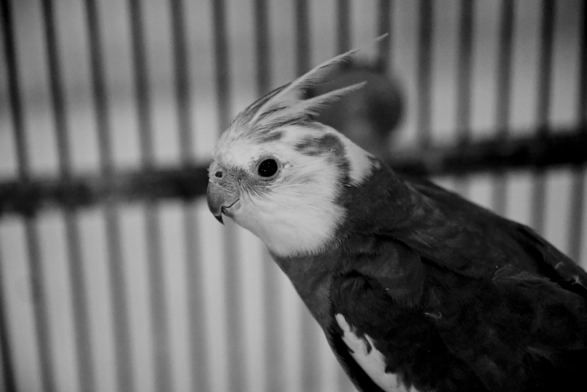 black and white cockatiel