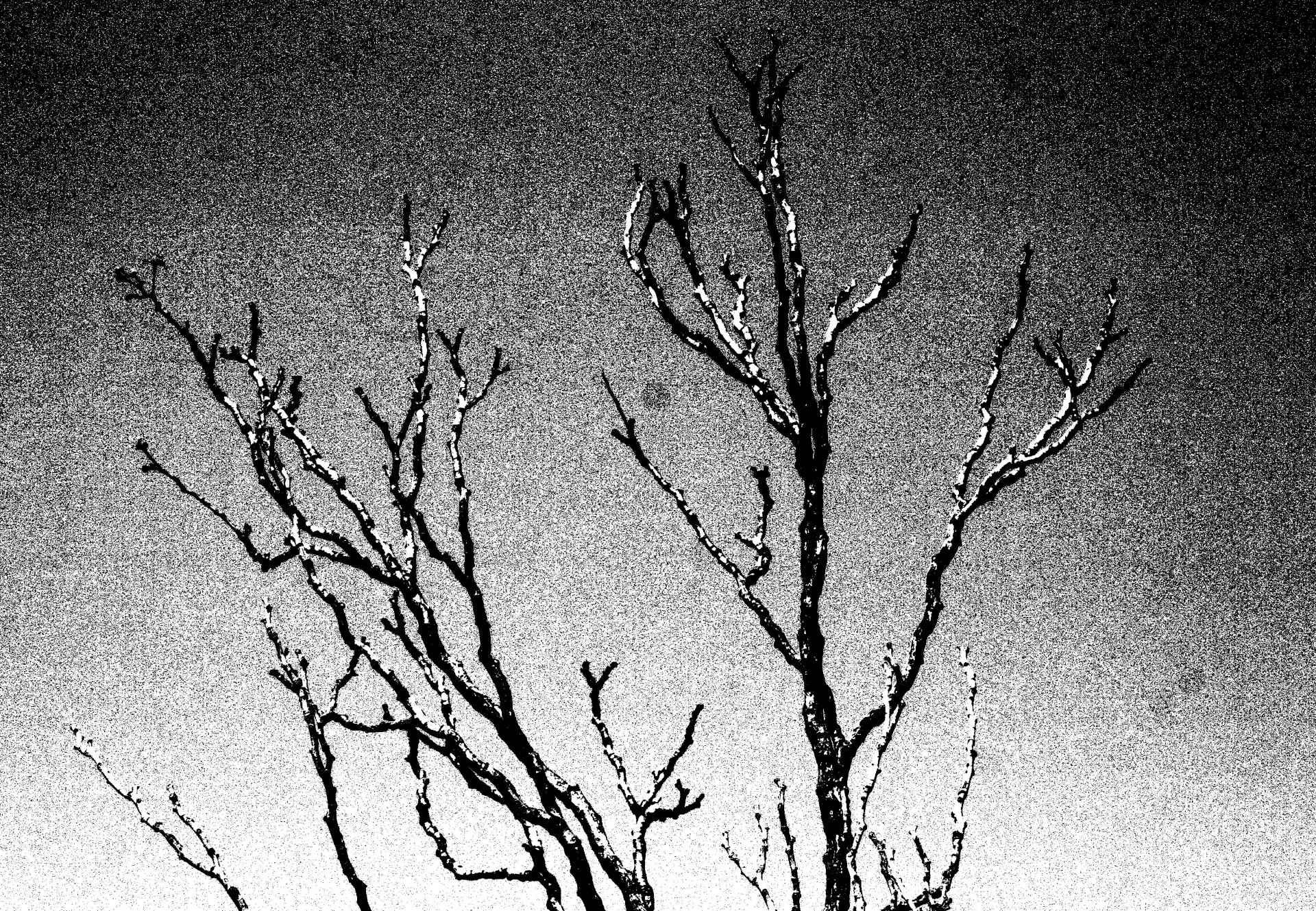 branches black white free photo