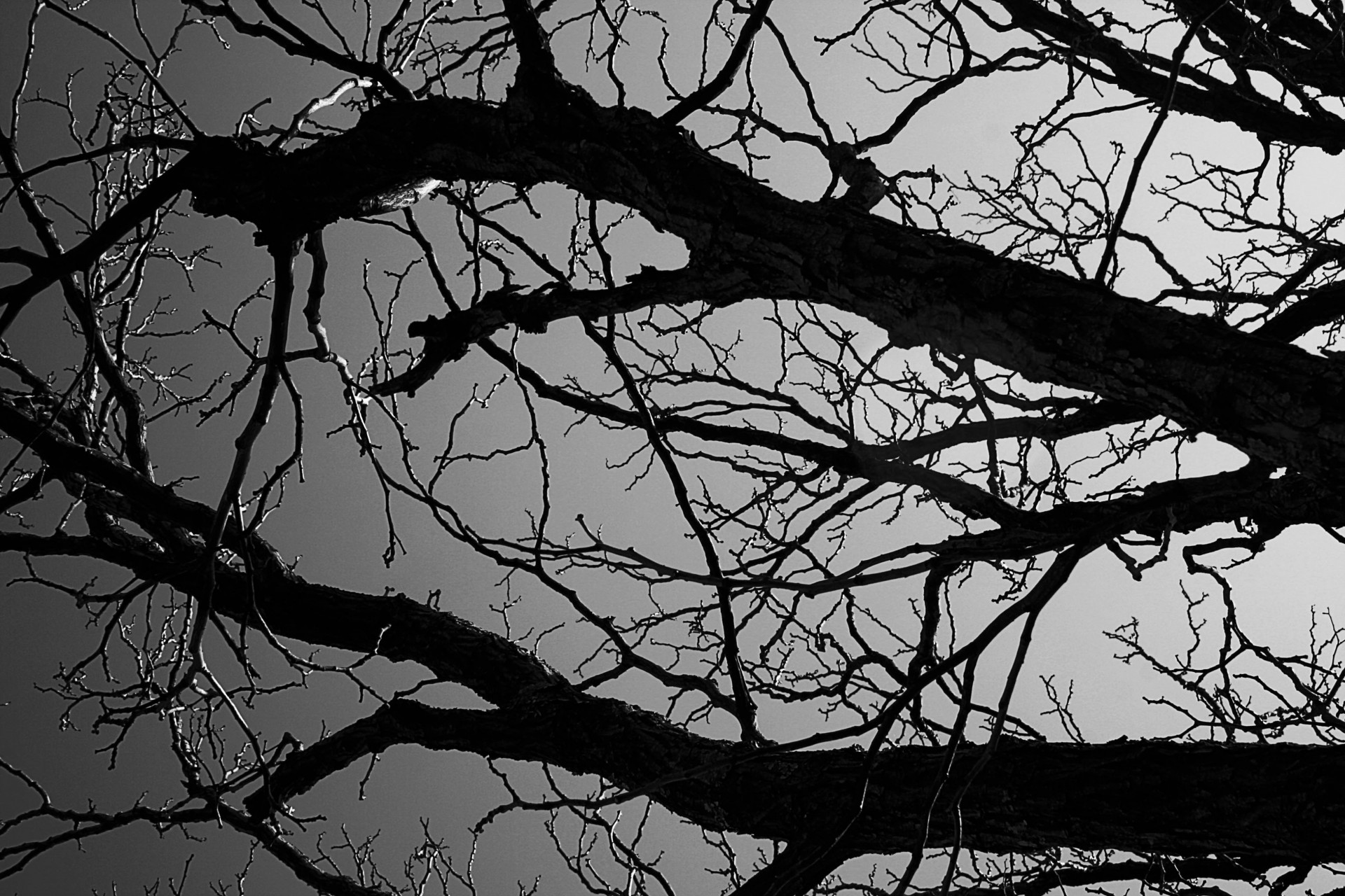 branches bare black &amp; white free photo