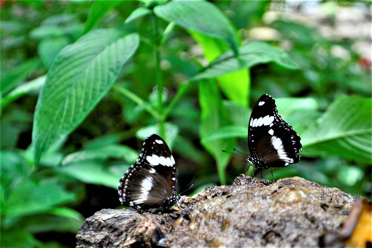 black and white butterflies flower nature free photo
