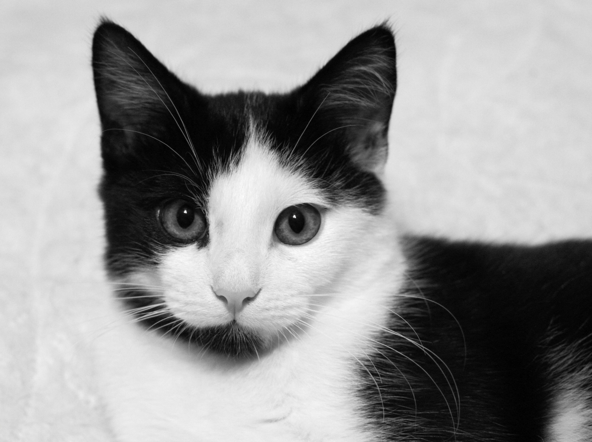 black white cat monochrome feline free photo