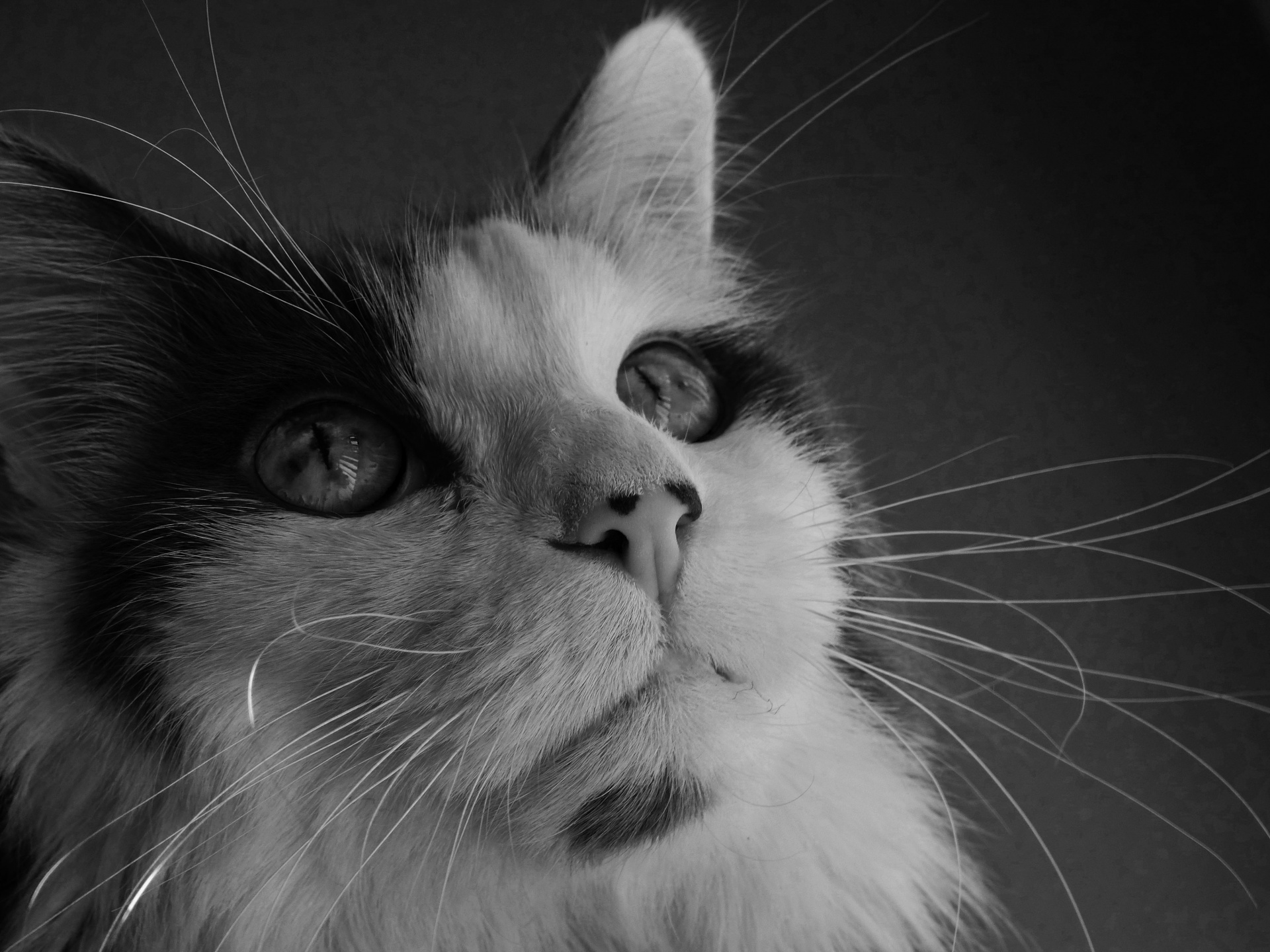 cat black white portrait free photo