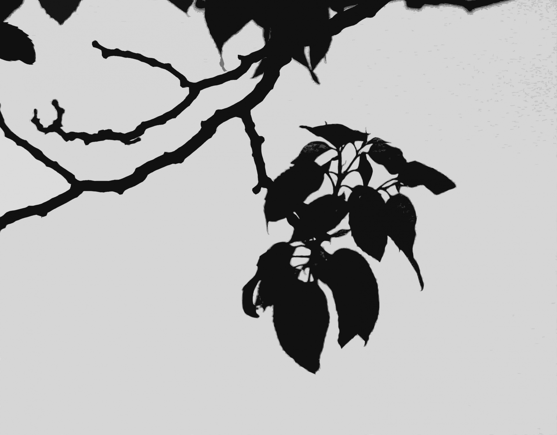 twigs leaves silhouette free photo