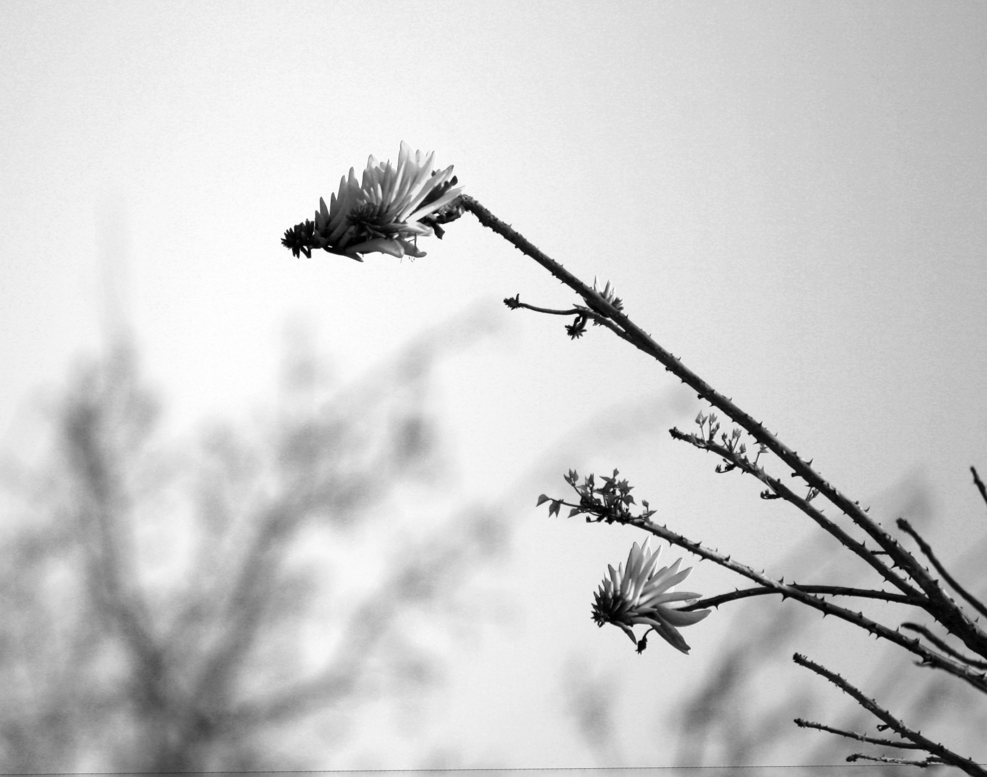 flowers twigs black free photo