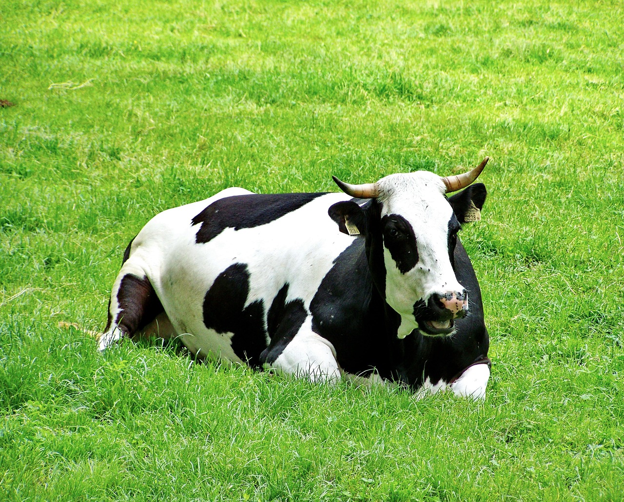 black and white cows green pastures pet sitting free photo