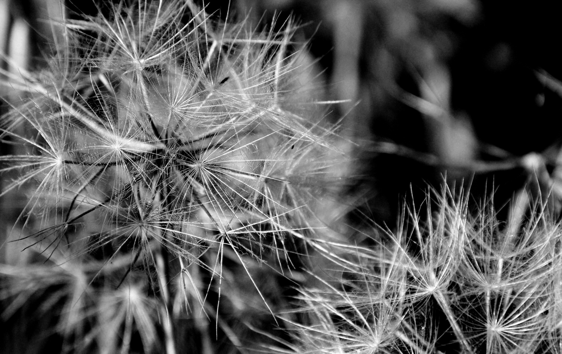 black white dandelions wishes free photo