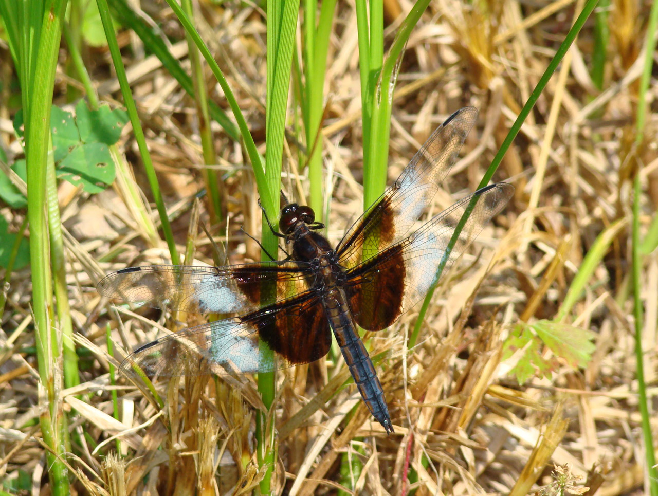 dragonfly dragonflies black free photo