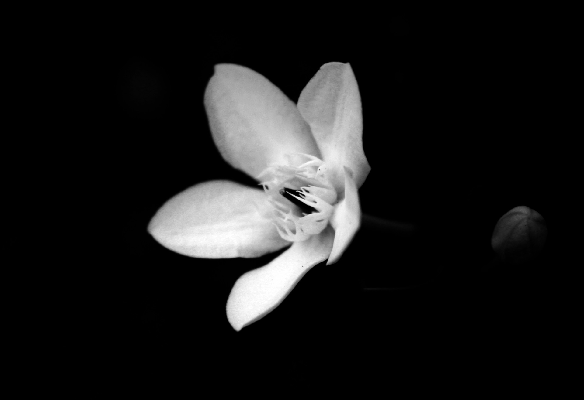 flower black white flower white flower free photo