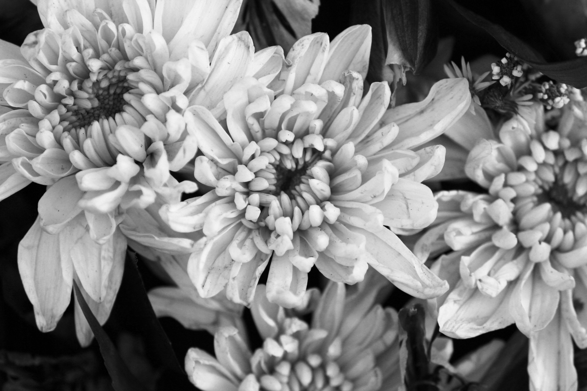 black white flowers black white flowers free photo