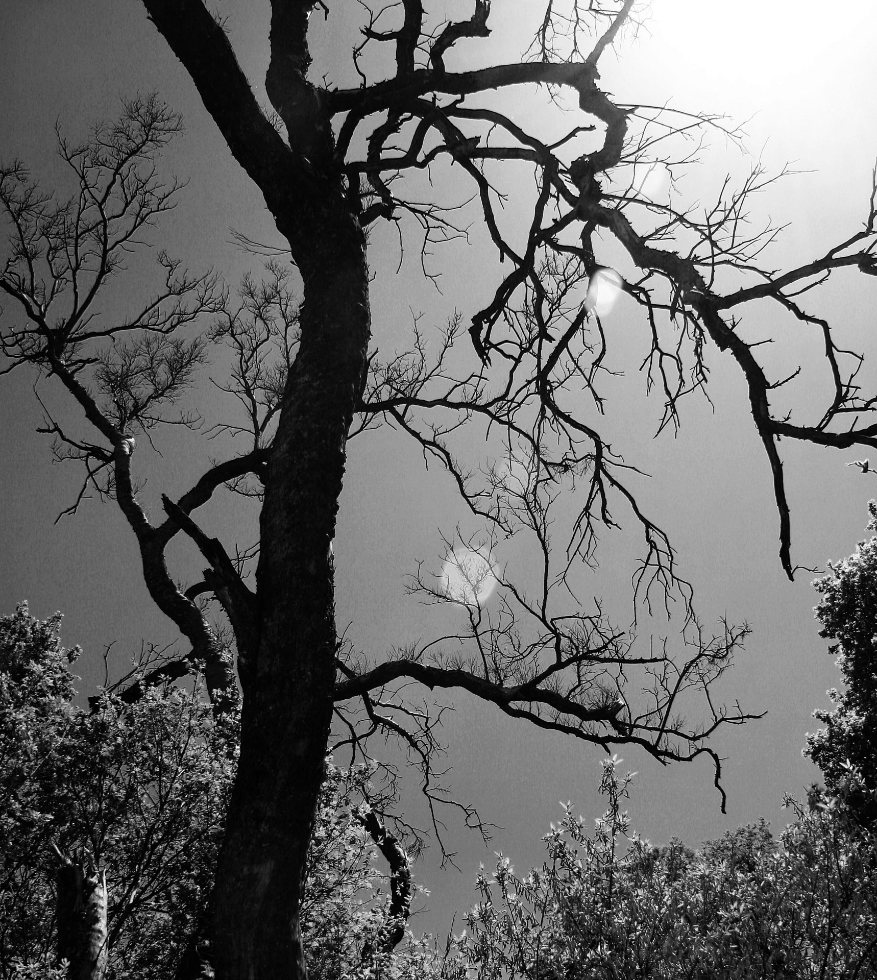 tree gnarled black free photo