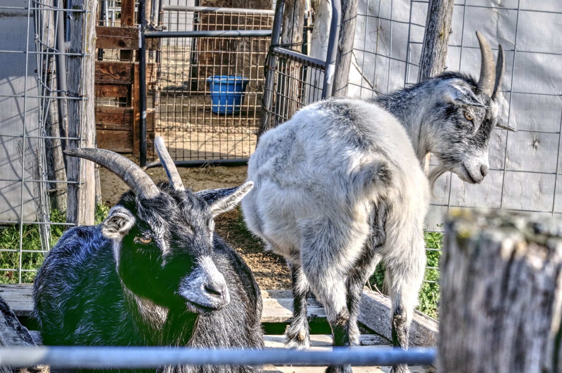goat goats black white free photo