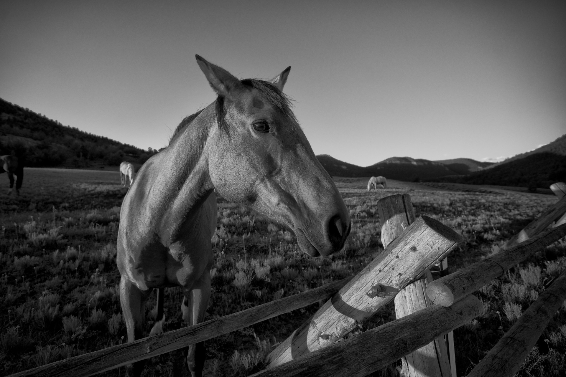 colorado cowboy equine free photo
